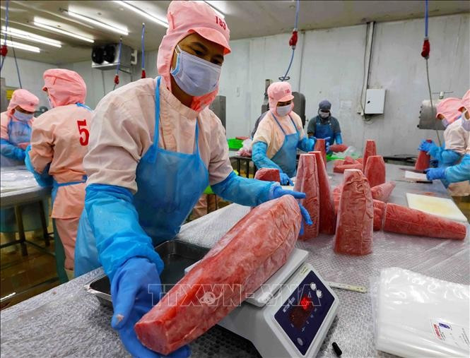 Workers process tuna for export at Ba Hai JSC factory in Phu Yen province. (Photo: VNA)