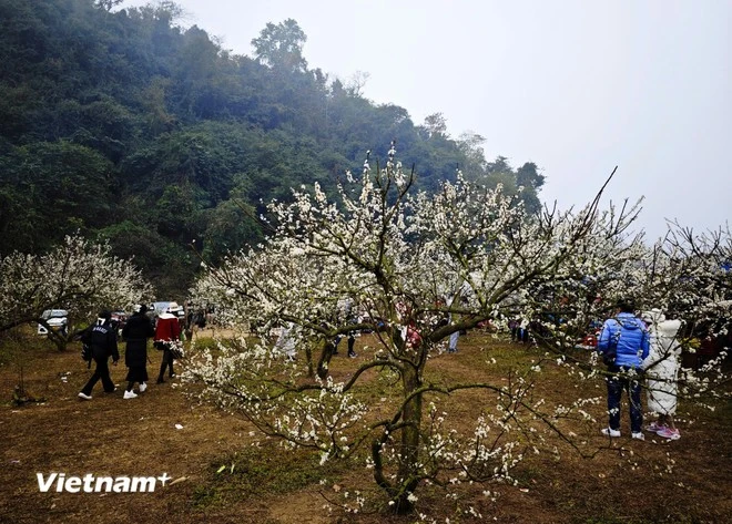 A plum blossom garden in Moc Chau (Photo: VNA)