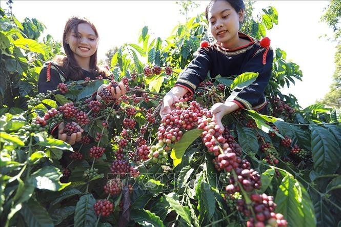 Coffee exports total 953,900 tonnes during the first half of 2025, bringing home 5.45 billion USD. (Photo: VNA)
