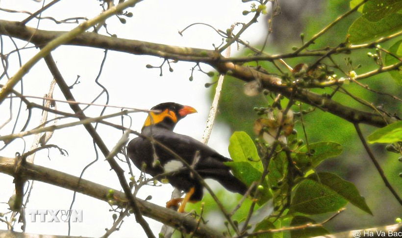 Yeng is found in Dakrong Nature Reserve (Photo: VNA)