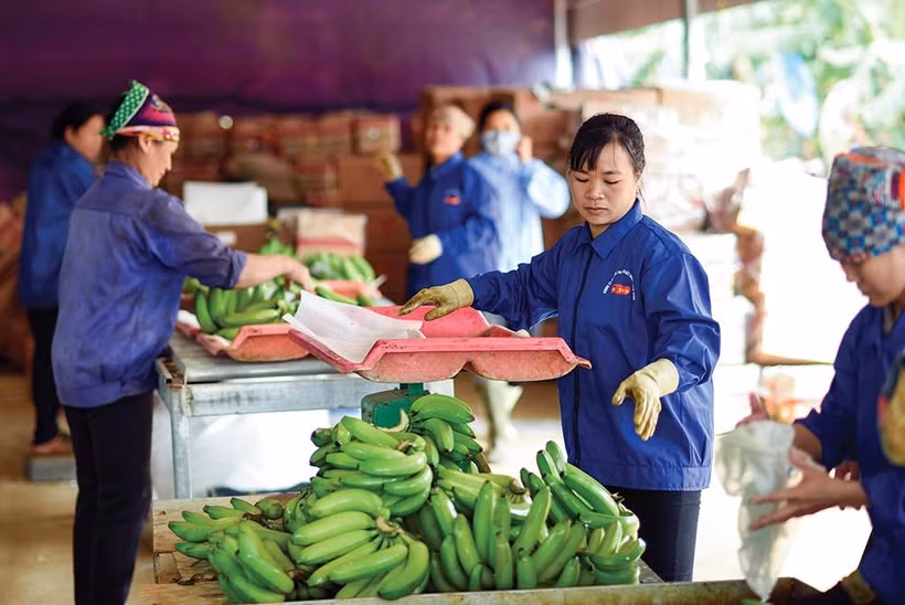Illustrative photo (Photo: baodautu.vn)