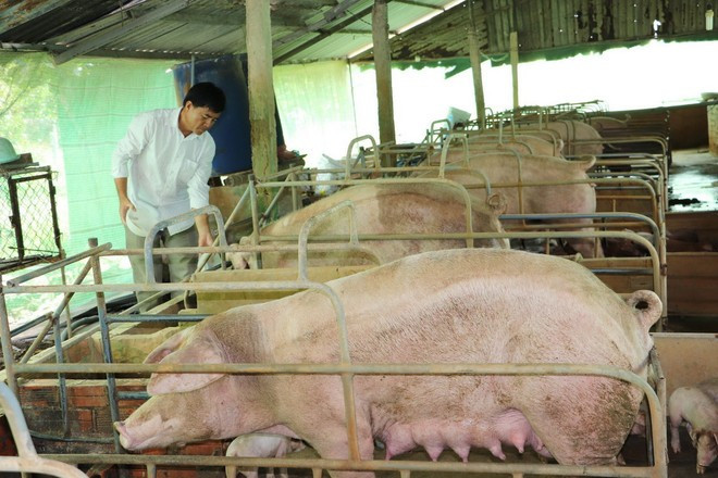 A pig farm in Binh Phu commune, Dong Thap province. (Photo: VNA)