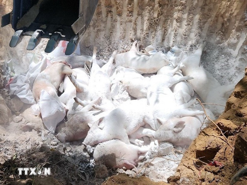 Since the beginning of this year, over 514 outbreaks have been reported in 28 out of 34 provinces and cities, with more than 30,000 pigs infected, killed or culled. (Illustrative photo: VNA)