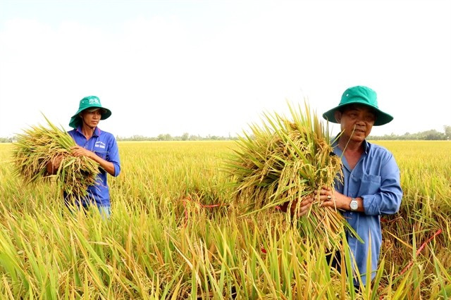 Rice production models in Can Tho city that help minimise greenhouse gas emissions have significant potential for further development and expansion in the near future. (Photo: VNA)