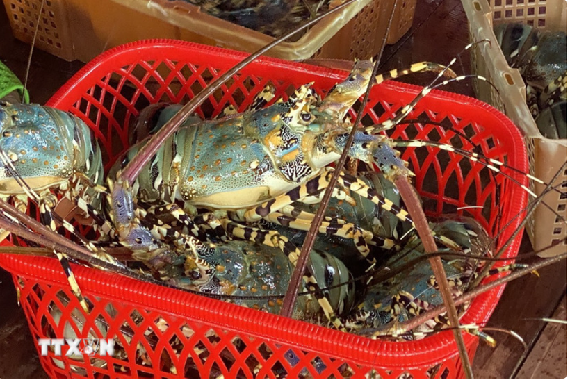 According to preliminary statistics from Vietnam's Customs Department, as of August 15 this year the country's shrimp exports to China (including Hong Kong) surged by up to 76% over the same period last year (Photo: VNA)