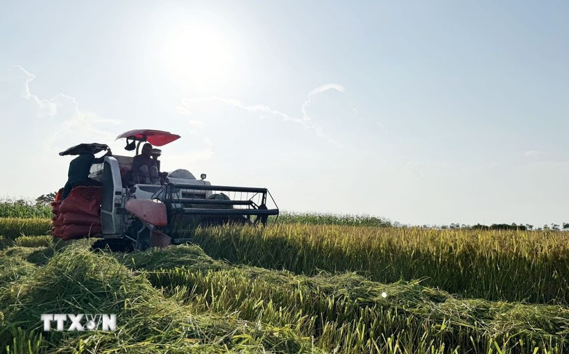 The combine harvester helps reduce labour, lower investment costs, and increase economic efficiency. (Photo: VNA)