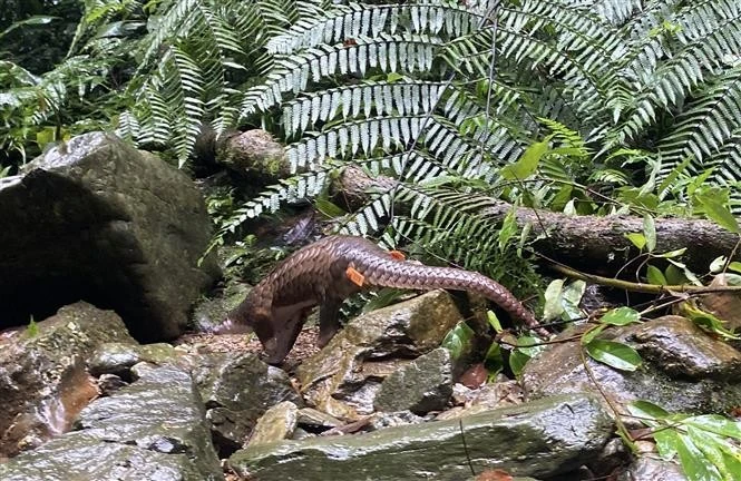 One Javan pangolin released back to nature (Photo: VNA)