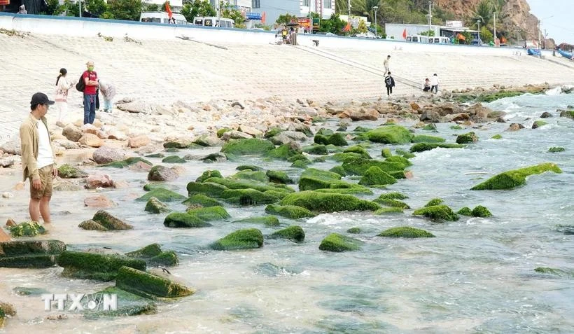 Tourists take photo at Nhon Hai's moss-covered rock beach. (Photo: VNA)