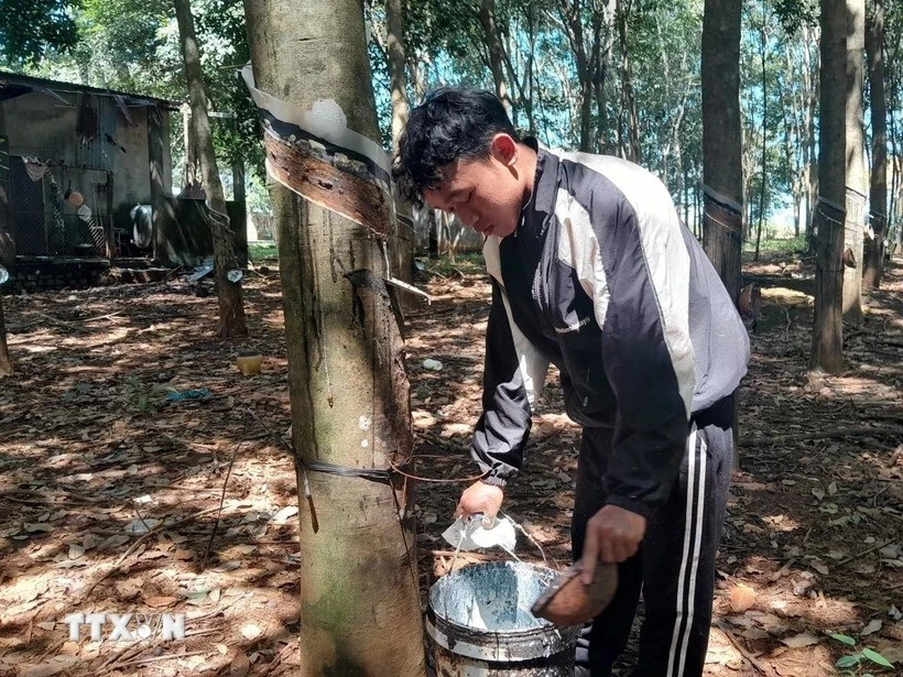 A worker extracts rubber latex. Vietnam earned 3.4 billion USD from exporting 2 million tonnes of rubber latex in 2024. (Photo: VNA)