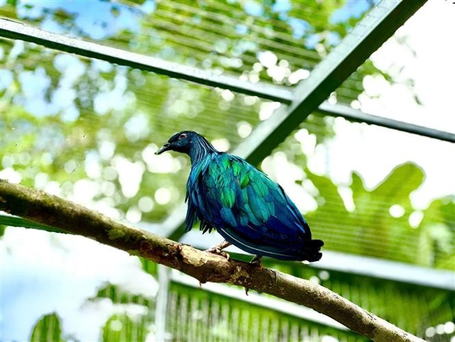 Nicobar pigeons (Caloenas nicobarica), a rare and endangered bird species (Photo: VNA)