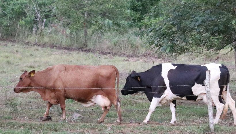 Illustrative photo (Photo: da.gov.ph)