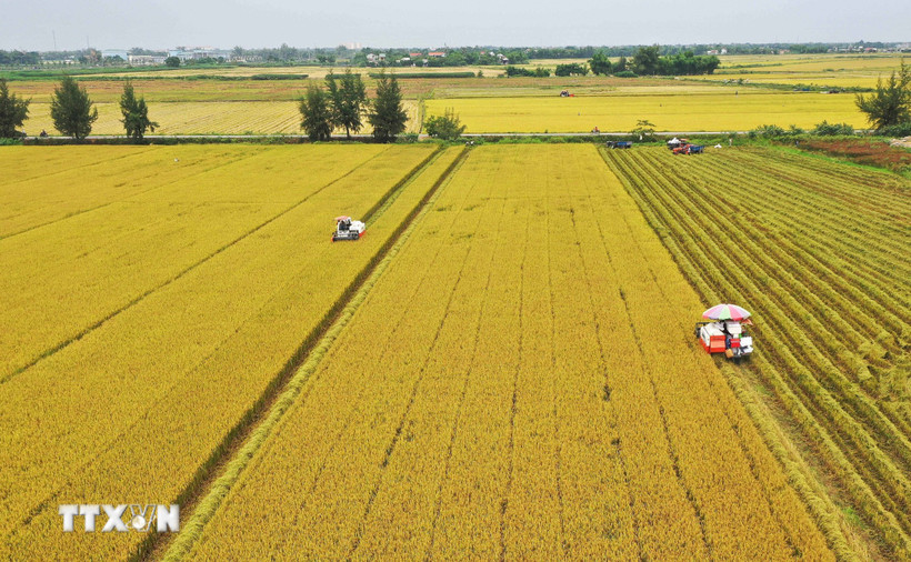High-quality low-carbon rice farming in Dong Thap province. (Photo: VNA)