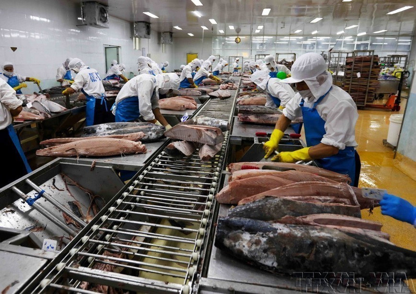 Workers at Binh Dinh Fishery Joint Stock Company (BIDIFISCO) process ocean tuna for export to Japan, the US and Europe. (Photo: VNA)