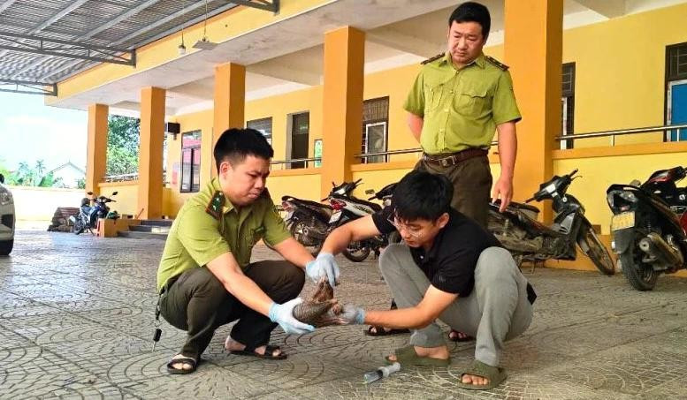 A veterinarian of the Centre for Rescue, Conservation and Creature Development under Phong Nha – Ke Bang National Park examines a Javan pangolin. (Photo: nhandan.vn)