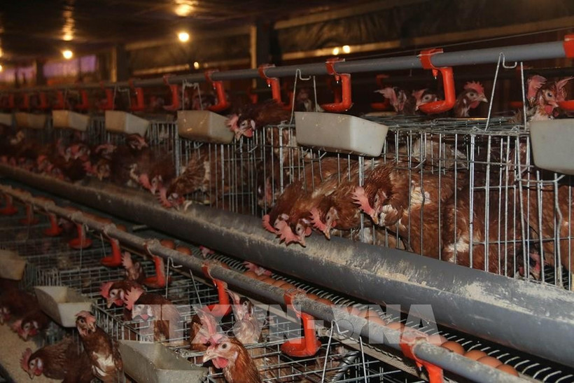 Illustrative image (Photo: VNA)