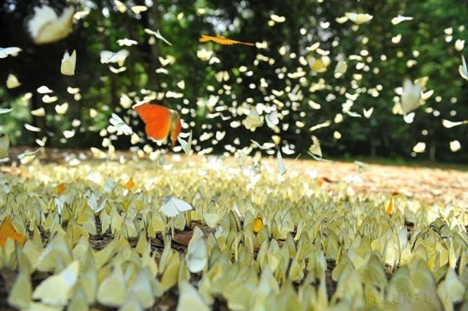 Located in Ninh Binh province's Nho Quan District, Cuc Phuong National Park, covers an area of 25,000ha and features a rich and diverse flora and fauna typical of tropical rainforest ecosystems. (Photo: VNA)
