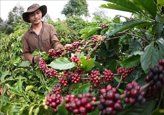 A farmer harvests coffee beans in IaGRai district, Gia Lai province (Photo: VNA)