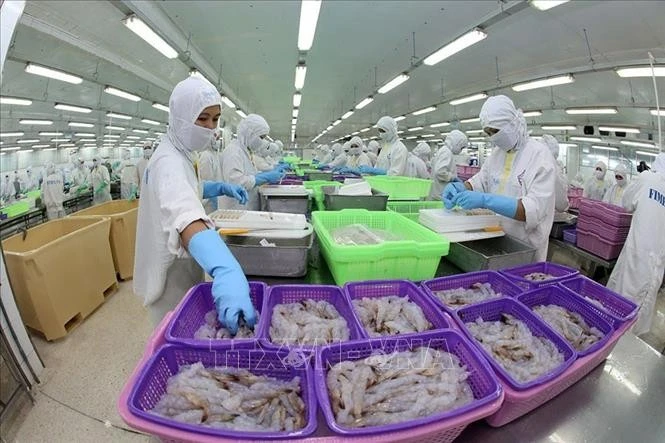 Workers process shrimp products for export at a factory of Sao Ta Food Joint Stock Company in Soc Trang province. (Photo: VNA)