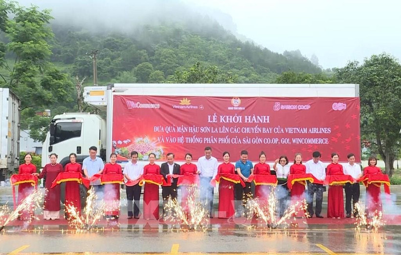 A ceremony is held on June 10 to mark the transport of Son La plums to Vietnam Airlines' flights and retail systems across Vietnam. (Photo: VNA)
