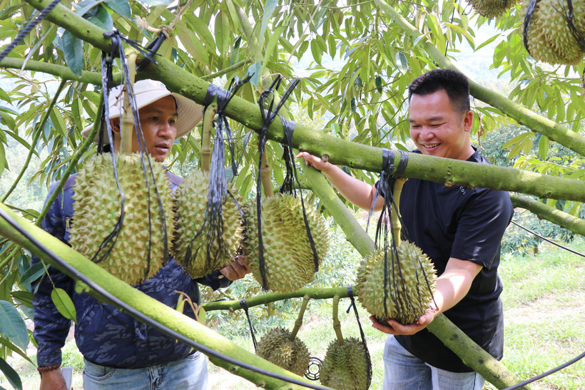 High-tech durian farming model at Sakura Farm in Dong Khanh Son commune, Khanh Hoa province. (Photo: VNA)