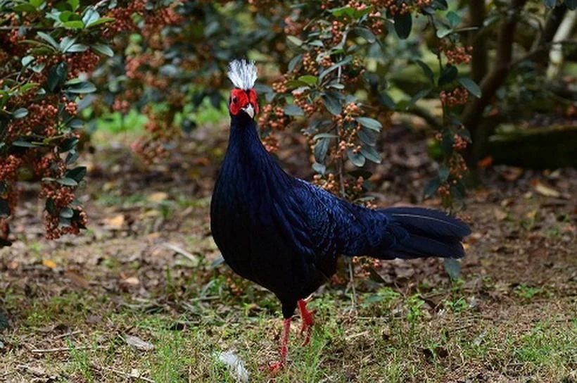 White-crested pheasant (Photo: VNA)