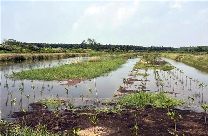 A coastal area under the nature-based mangrove restoration project in Soc Trang. (Photo: VNA)