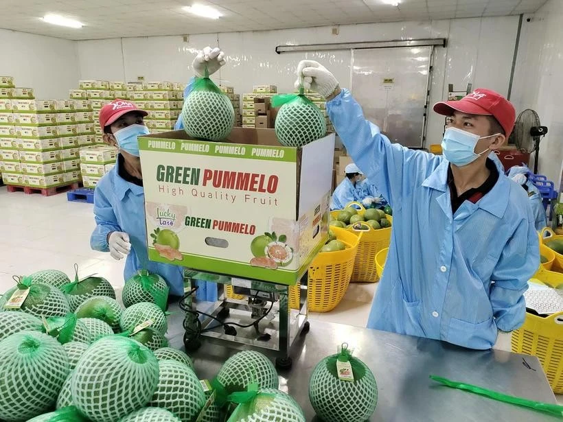 Workers pack pomelo for export. (Photo: VNA)