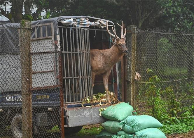A sambars deer is taken to Cuc Phuong National Park. (Photo: VNA broadcasts)