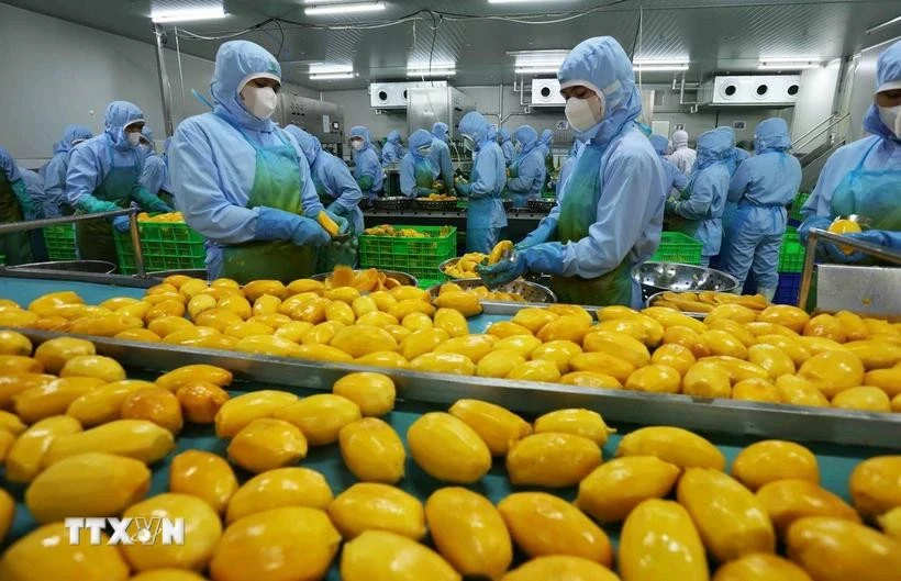 Workers process mango for export. (Photo: VNA)