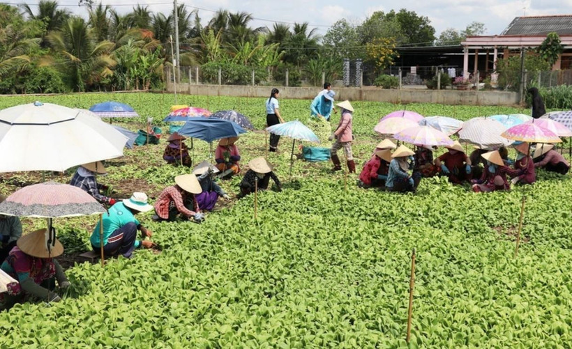 The National Statistics Office under the Ministry of Finance will conduct a nationwide rural and agricultural census from July 1-30. (Photo: VNA)