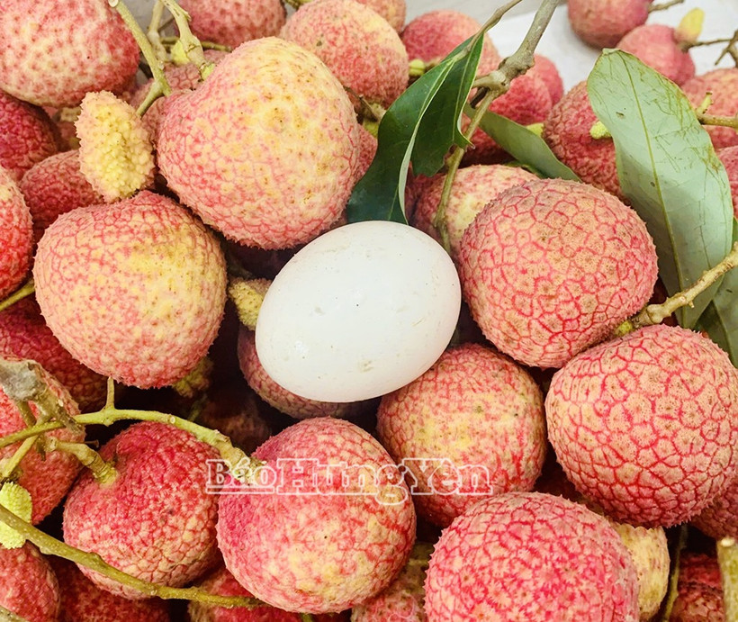 Hung Yen’s signature egg-shaped lychees are already sold out thanks to a surge in pre-orders. (Photo: Hung Yen Newspaper)