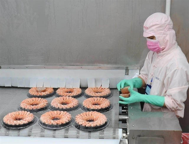 A worker processes shrimp for export. (Photo: VNA)