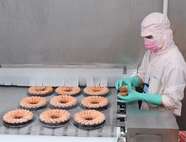 Processing shrimp for export. (Photo: VNA)