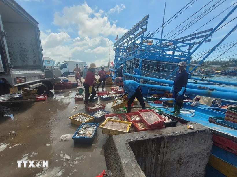 Catch unloading is strictly monitored by cross-checking fishing logbook data with the VMS system, according to the HCM City Department of Agriculture and Environment. (Illustrative photo: VNA)