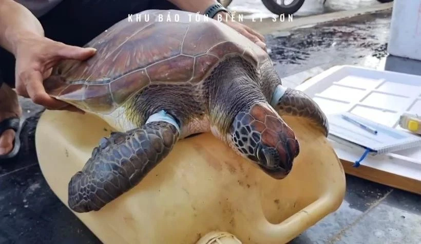 The green sea turtle, scientifically named Chelonia mydas, is listed as an endangered species and prioritised for protection. (Photo: VNA)
