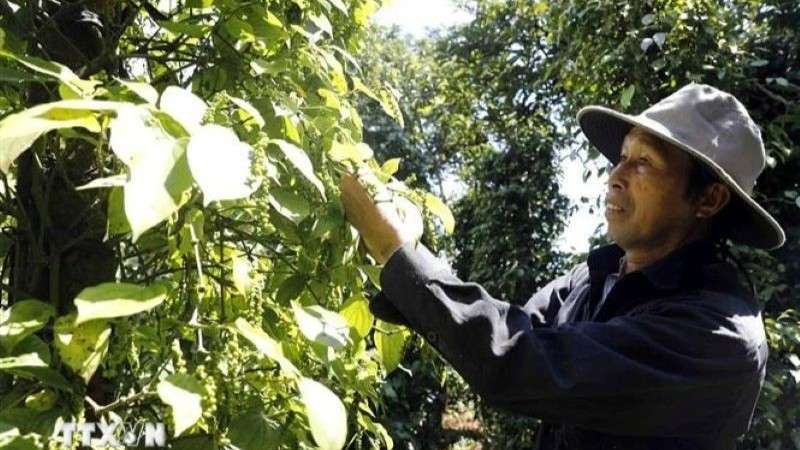 A farmer harvest pepper. (Photo: VNA)