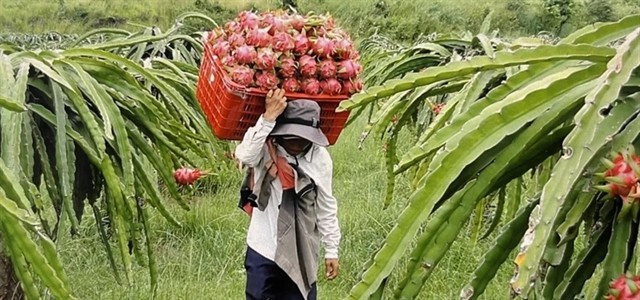 Harvesting dragon fruit in Binh Thuan province. (Photo: VNA)