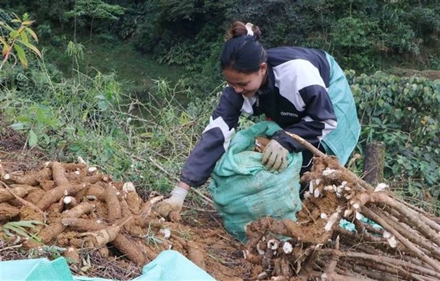 A farmer harvests cassava in Lai Chau province (Photo: VNA)