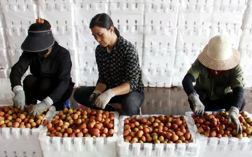 Processing lychee for export in Bac Giang (Photo: VNA)