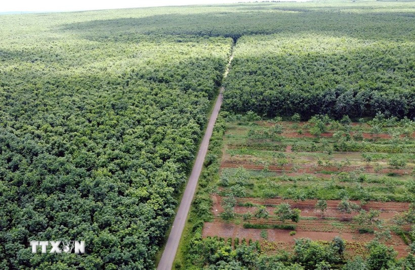 Forest and ecosystem development helps enhance carbon absorption. (Illustrative photo – Source: VNA)