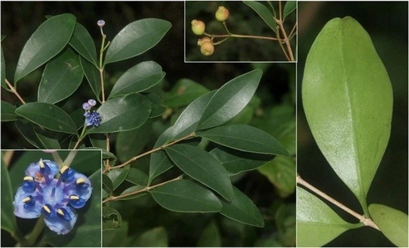 Sam cuong dai is one of the newly-found species in the Nui Chua National Park in Ninh Thuan province. (Photo: Institute of Tropical Biology)