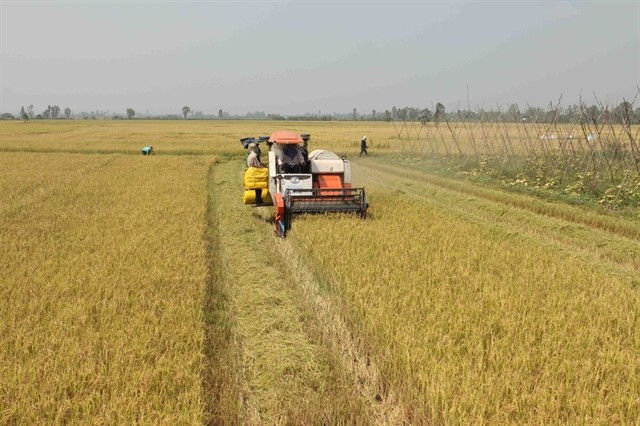 A paddy field in An Giang province. (Photo: VNA)