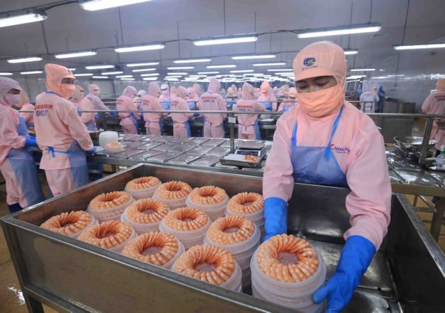 Shrimp processed for export at a Minh Phu Group plant. Several international institutions have lowered Vietnam’s economic growth forecast to between 6 and 6.2% in 2025 due to global policy uncertainty. (Photo: VNA)
