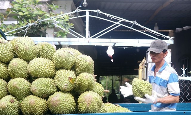 Vietnam’s durian exports to China reach only 35,000 tonnes valued at around 130 million USD in the first four months of this year. (Photo: VNA)