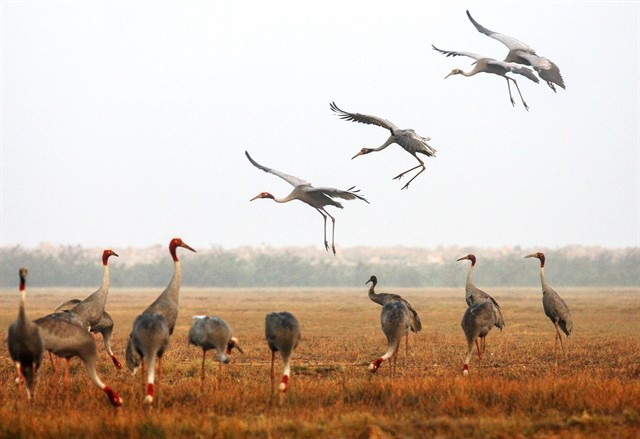 Red-crowned cranes at Tram Chim National Park. (Photo: VNA) 