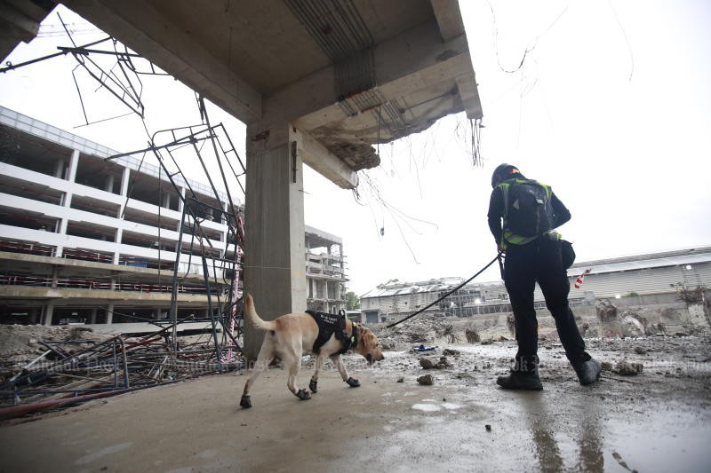 A K-9 police dog and handler patrol the State Audit Office building site for the last time on May 13 morning before they return to their unit. (Photo: bangkokpost.com) 