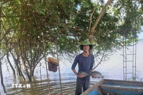 A farmer harvests tilapia fish (Illustrative image. Source: VNA)
