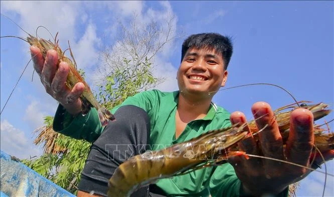 Farmers produce high-quality shrimp in Luong Nghia commune, Long My district, Hau Giang province. (Photo: VNA)