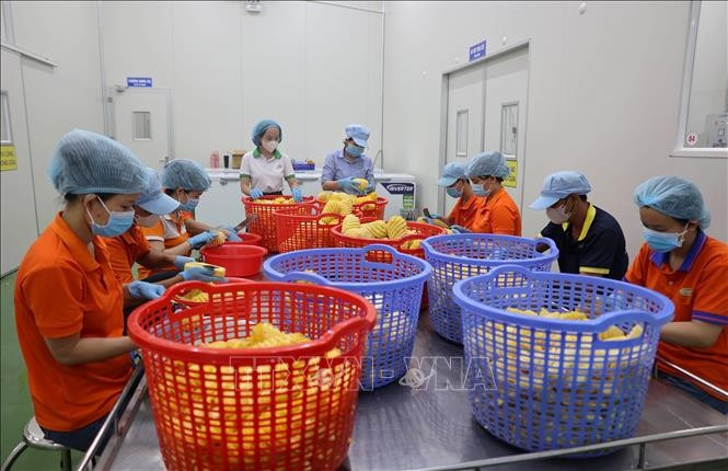 Processing fast consumption items for exports in Ho Chi Minh City. (Photo: VNA)