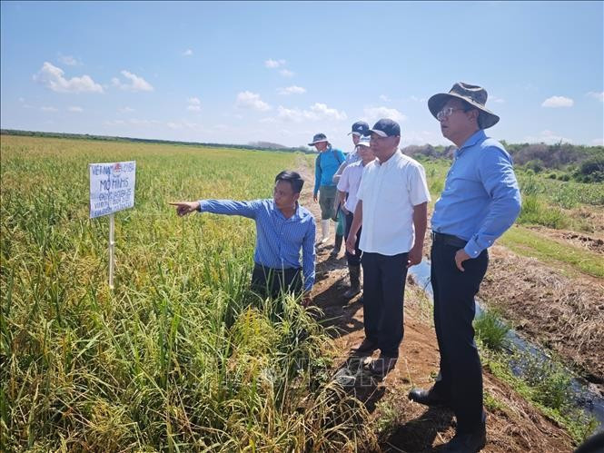 Vietnamese Ambassador to Cuba Le Quang Long visits the Vietnam - Cuba Cooperation Project for Rice Production Development in Calimete district during his working visit to Matanzas province. (Photo: VNA)